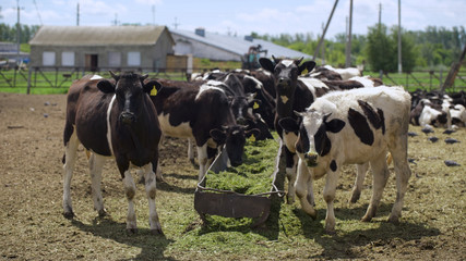 The cows eat silage feeders before the evening milking.