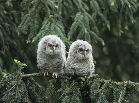 Two owlets perching on tree branch