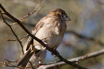  Female Sparrow sitting on a branch