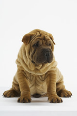 Obraz premium Cute Sharpei sitting against white background