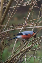 A male bullfinch feeding on seeds in the bush on winter’s day