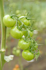 Unripe green tomatoes growing in a greenhouse