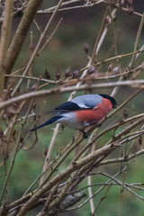 A male bullfinch feeding on seeds in the bush on winter’s day