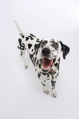 Elevated view of a Dalmatian looking up with mouth open against white background