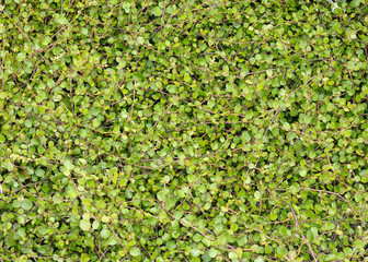Low creeping plant that forms a dense cover on the ground