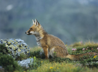 Fox on mountain pass