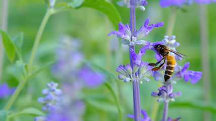 Bee sucking nectar from purple flowers, Select a focus and blurred background With space for writing.