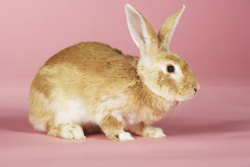 Closeup side view of a brown rabbit against pink background