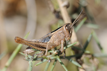 Closeup of the nature of Israel - grasshopper on a branch