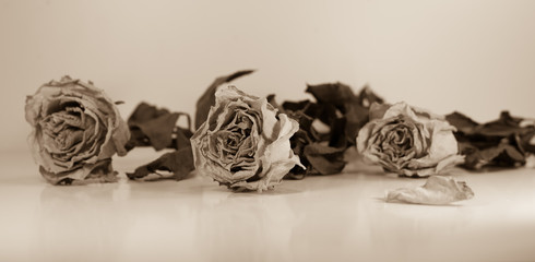 Abstract composition - dried roses with green leafs