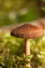 Mushrooms in the forest