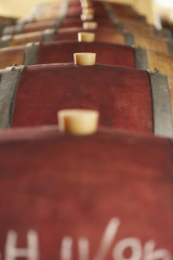 Row of wine casks in cellar