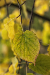 Leaves autumn morning