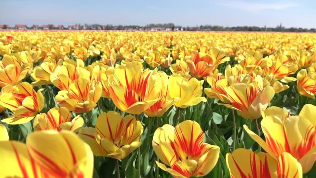 Close up endless field of stunning red striped yellow tulips swinging in wind
