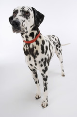 Dalmatian standing and looking up against white background