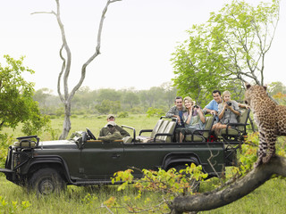 Side view of tourists in jeep looking at cheetah lying on log - obrazy, fototapety, plakaty