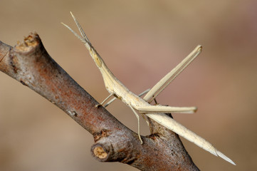 Closeup of the nature of Israel - Acrida on a branch