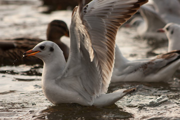 Seagull on the lake