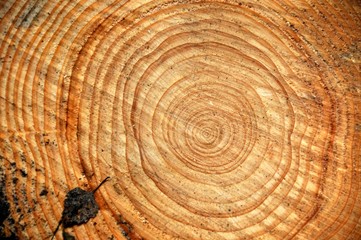 Holz mit Jahresringen, Holzschnitt für die Industrie.