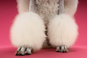 Low section of groomed White Poodle's legs on pink background