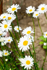 Fototapeta premium Chamomile flowers