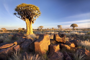 Quiver trees (Aloe Dichotoma), also referred to as Kokerboom, in the Quivertree Forest on Farm Gariganus near Keetmanshopp, Namibia