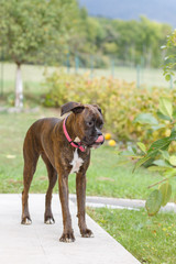 adult dog breed brindle boxer playing in the garden in the summer day
