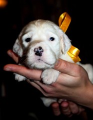 Little white setter puppy with yellow ribbon laying on hands