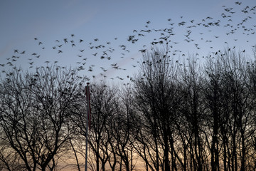 Flock of birds