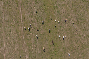 aerial view of herd of cows at summer green field