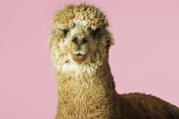 Obraz premium Closeup of an Alpaca against pink background