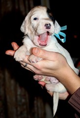 Cute white setter puppy sitting on hands and smiling