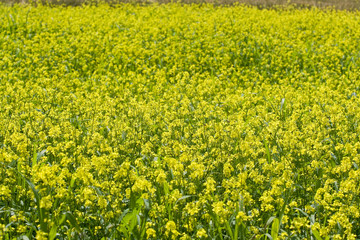 Obraz premium Yellow rape flowers