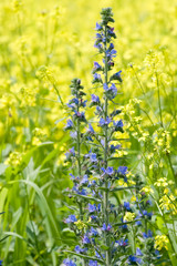 Simple blue flowers
