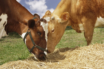 Closeup side view of two brown cows eating hay in field