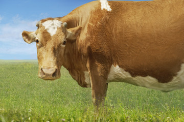 Side view portrait of a brown cow standing in field