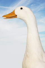 Side view of a goose against sky and clouds