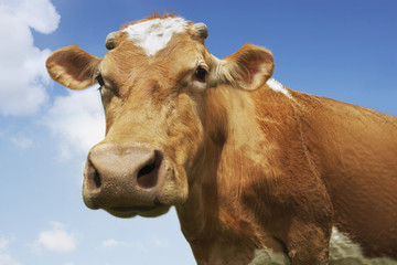 Closeup portrait of a brown cow standing against the sky