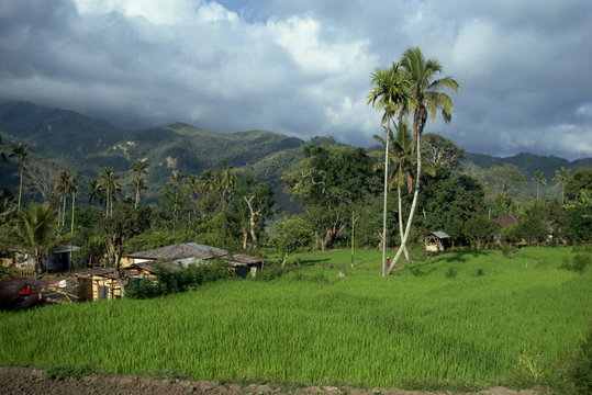 Rice paddies in a rural landscape at Moni, Flores, Indonesia