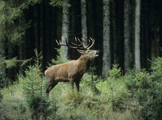 Naklejka na ściany i meble Red deer stag in forest