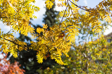 Fototapeta na wymiar Yellow leaves against the sunlight