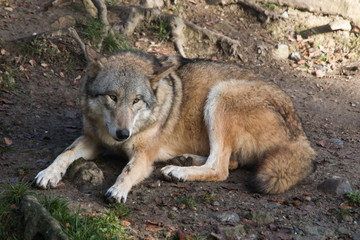 Fototapeta premium Wolf relaxing