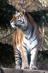 Portrait of an Amurtiger