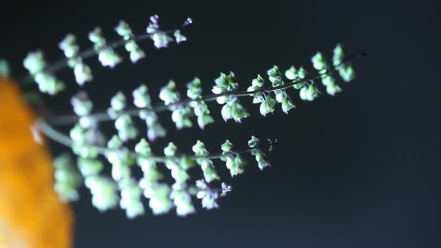 Ocimum tenuiflorum