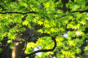 Maple forest fresh green