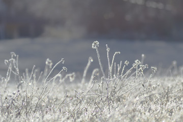 Grass covered with hoarfrost, abstract winter background