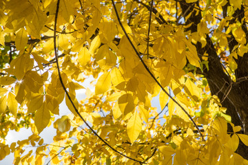 Yellow leaves over sunny rays