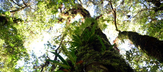 bottom up view of tall tree