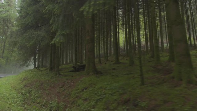 FPV: Driving pass the lush trees on winding country road through misty forest