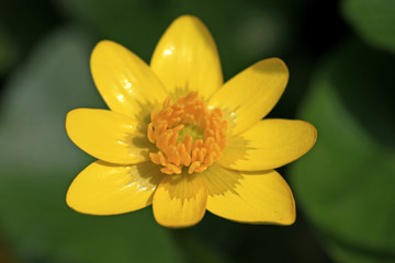 Lesser Celandine flower